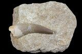 Fossil Plesiosaur (Zarafasaura) Tooth In Sandstone - Morocco #70309-1